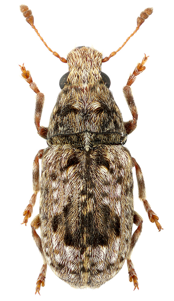 Pseudeuparius sepicola