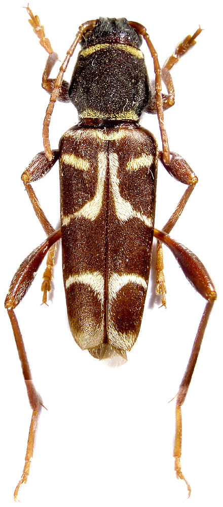 
   Xylotrechus clarinus 