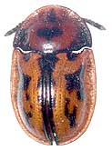 Pilemostoma fastuosa (Schaller, 1783)