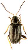 Calomicrus pinicola (Duftschmid, 1825)