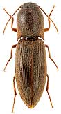 Elateridae: Agriotes subvittatus (Motsch.)