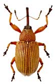 Curculionidae: Anthonomus lukjanovitschi Ter-Minass.