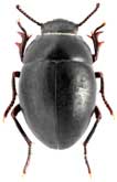 Tenebrionidae: Arthrodosis schusteri Reitter, 1914