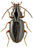 Carabidae: Bembidion cf. neresheimeri J. Mull.