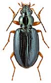 Carabidae: Bembidion shimoyamai Habu