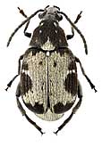 Bruchidae: Bruchidius marginalis (F., 1775)