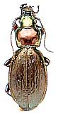 Carabus (Archiplectes) felicitanus porcellus Kurnakov, 1972