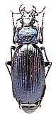 Carabus (Archiplectes) prometheus pschadensis Zamotajlov, 1990