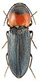 Elateridae: Cardiophorus ruficollis