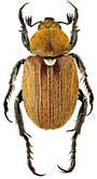 Scarabaeidae: Brancoplia leucaspis Laporte