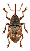 Curculionidae: Curculio rubidus (Gyll., 1836)