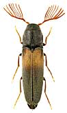 Eucnemidae: Isorhipis foveata Hisamatsu