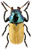 Chrysomelidae: Labidostomis axillaris (Lac.)