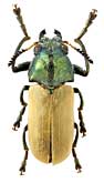 Chrysomelidae: Labidostomis pallidipennis Gebl.