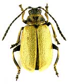 Lochmaea caprea (Linnaeus, 1758)