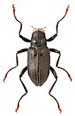 Elmidae: Macronychus quadrituberculatus P.W.J.Mueller, 1806