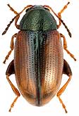 Chrysomelidae: Mantura rustica (L.)