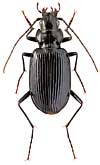 Carabidae: Nebria altaica Gebl.