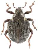 Curculionidae: Neophytobius egorovi (Korotyaev)