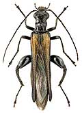 Oedemeridae: Oedemera phthysica (Scop.)