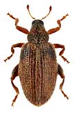 Curculionidae: Orchestes mutabilis Boh.