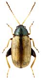 Chrysomelidae: Phyllotreta pallidipennis Rtt.