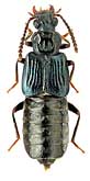 Staphylinidae: Platydeleaster bimaculatus Schulke, 2003