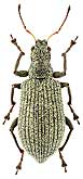 Curculionidae: Polydrusus obesulus Faust