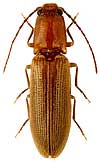 Elateridae: Pseudocrepidophorus flavescens (Eschsch., 1818)