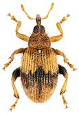 Curculionidae: Rhynchaenus lonicerae (Hbst.)