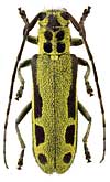 Cerambycidae: Saperda interrupta Gebl.