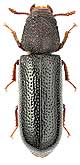 Bostrichidae: Stephanopachys linearis