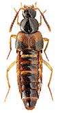 Staphylinidae: Zyras haworthi (Steph.)