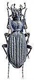 Carabus (Archiplectes) reitteri reitteri Retowsky, 1885