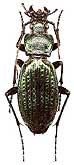 Carabus (Archiplectes) starckianus theseus Briansky, 1910