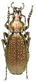 Carabus (Archiplectes) faunus faunus Kurnakov, 1972