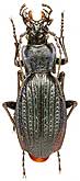 Carabus (Archiplectes) reitteri gagrinus Starck, 1894