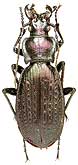 Carabus (Archiplectes) satyrus duripshensis Kurnakov, 1972