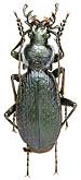 Carabus (Archiplectes) satyrus mtsaranus Kurnakov, 1972