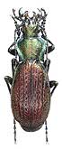 Carabus (Archiplectes) reitteri gagrinus Starck, 1894