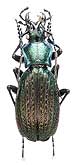 Carabus (Archiplectes) reitteri gagrinus Starck, 1894