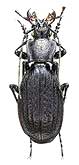 Carabus (Archiplectes) reitteri gagrinus Starck, 1894