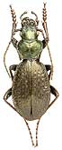 Carabus (Archiplectes) jason Semenov, 1898