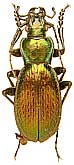 Carabus (Archiplectes) juenthneri dsychvensis Gottwald, 1985