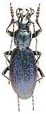 Carabus (Archiplectes) obtusus obtusus Ganglbauer, 1886