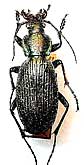 Carabus (Archiplectes) prometheus prometheus Reitter, 1887