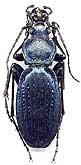 Carabus (Archiplectes) starckianus theseus Briansky, 1910