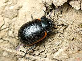 Chrysolina sanguinolenta