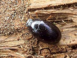 Platydema violaceum