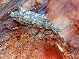 Rhagium inquisitor